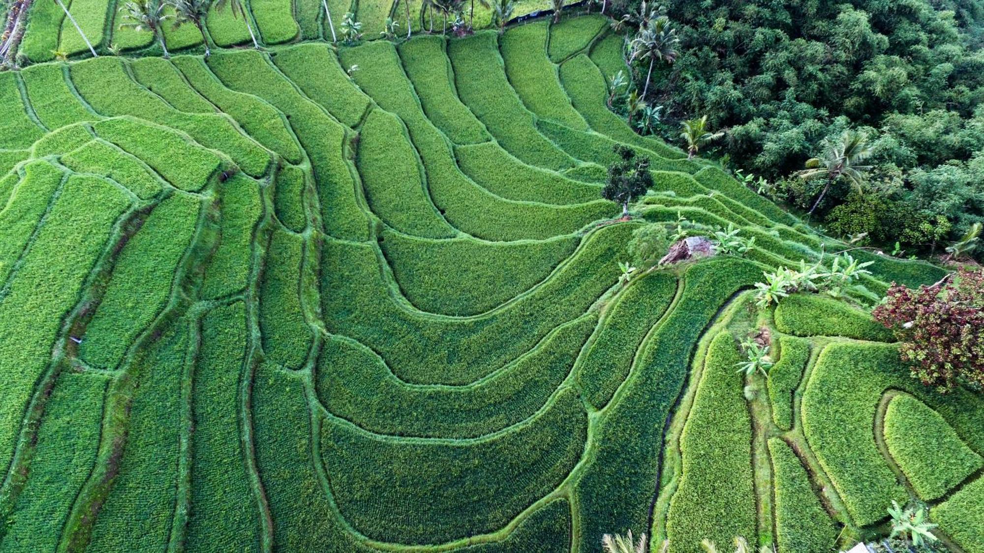 Ijen Resort And Villas - The Hidden Paradise Бануванги Екстериор снимка